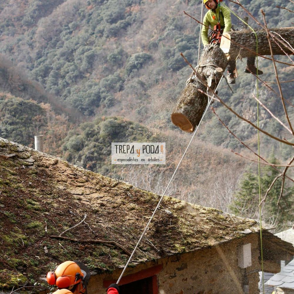 Trepa y Poda | Apeo controlado de ramas de castaño